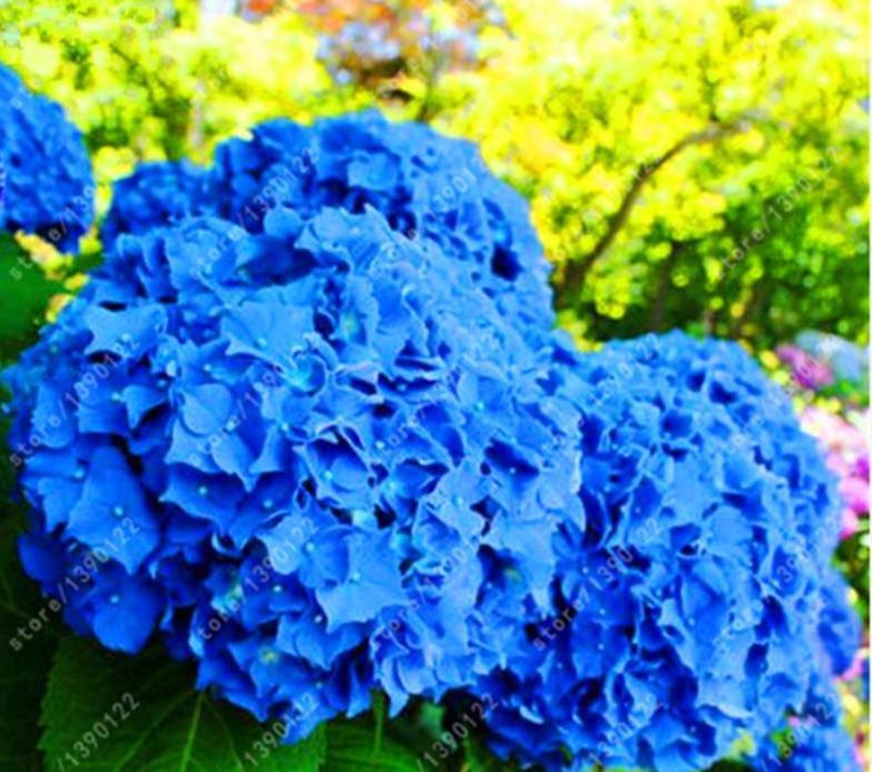 25pc HYDRANGEA SEEDS Garden Plant Flower rare exotic USA seller FREE shipping gallery