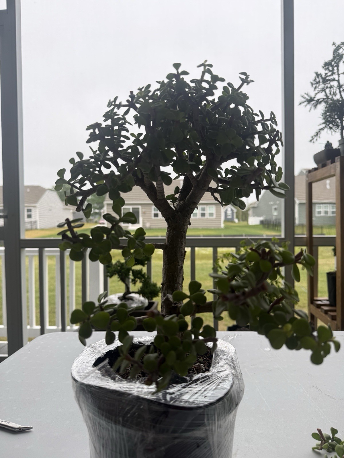 Dwarf Jade Bonsai 7 Inches gallery