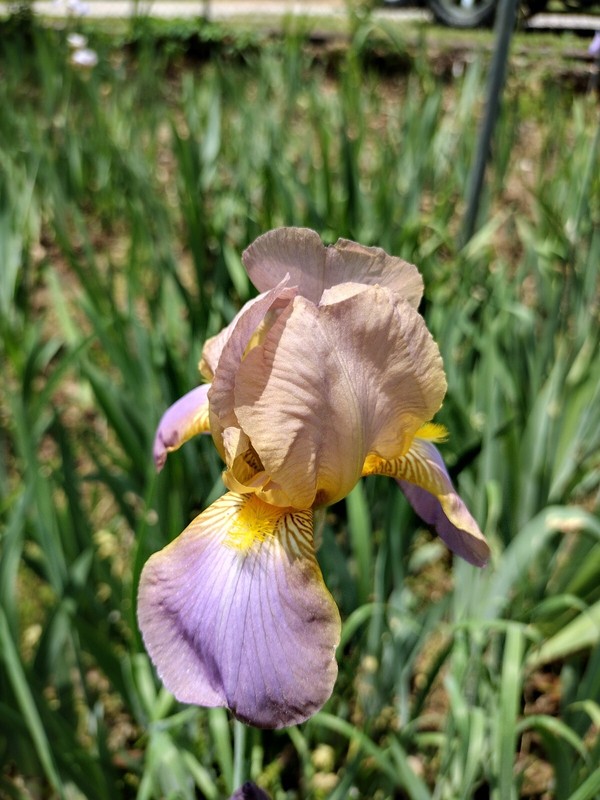 “100 Mixed Variety Bearded Iris– GREAT VALUE• Fresh•Hardy•EASY to Grow gallery