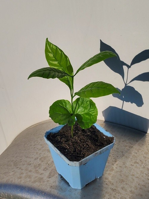 100 Coffea Robusta (syn Canephora) Seeds Grow your own coffee plants at home gallery