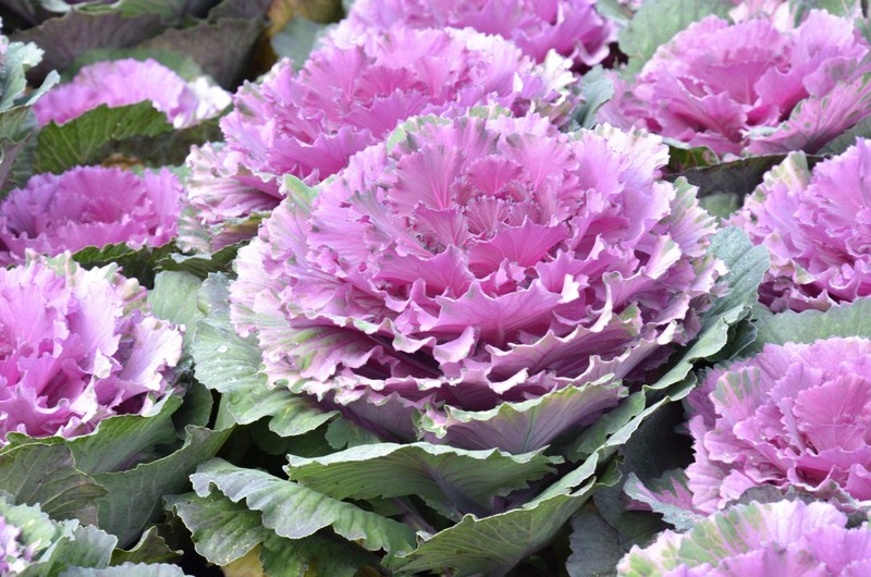 50 MIXED ORNAMENTAL CABBAGE Flowering Brassica Oleracea Seeds *Comb S/H gallery