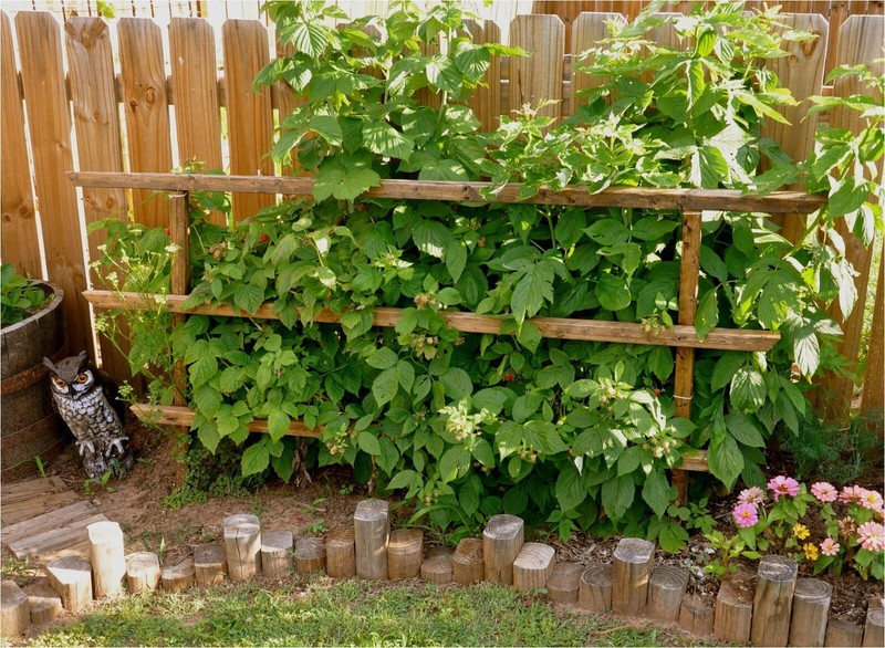 10 Raspberry Plants "Heritage" Everbearing(10 Lg Dormant BareRoot Canes)Zone 3-8 gallery