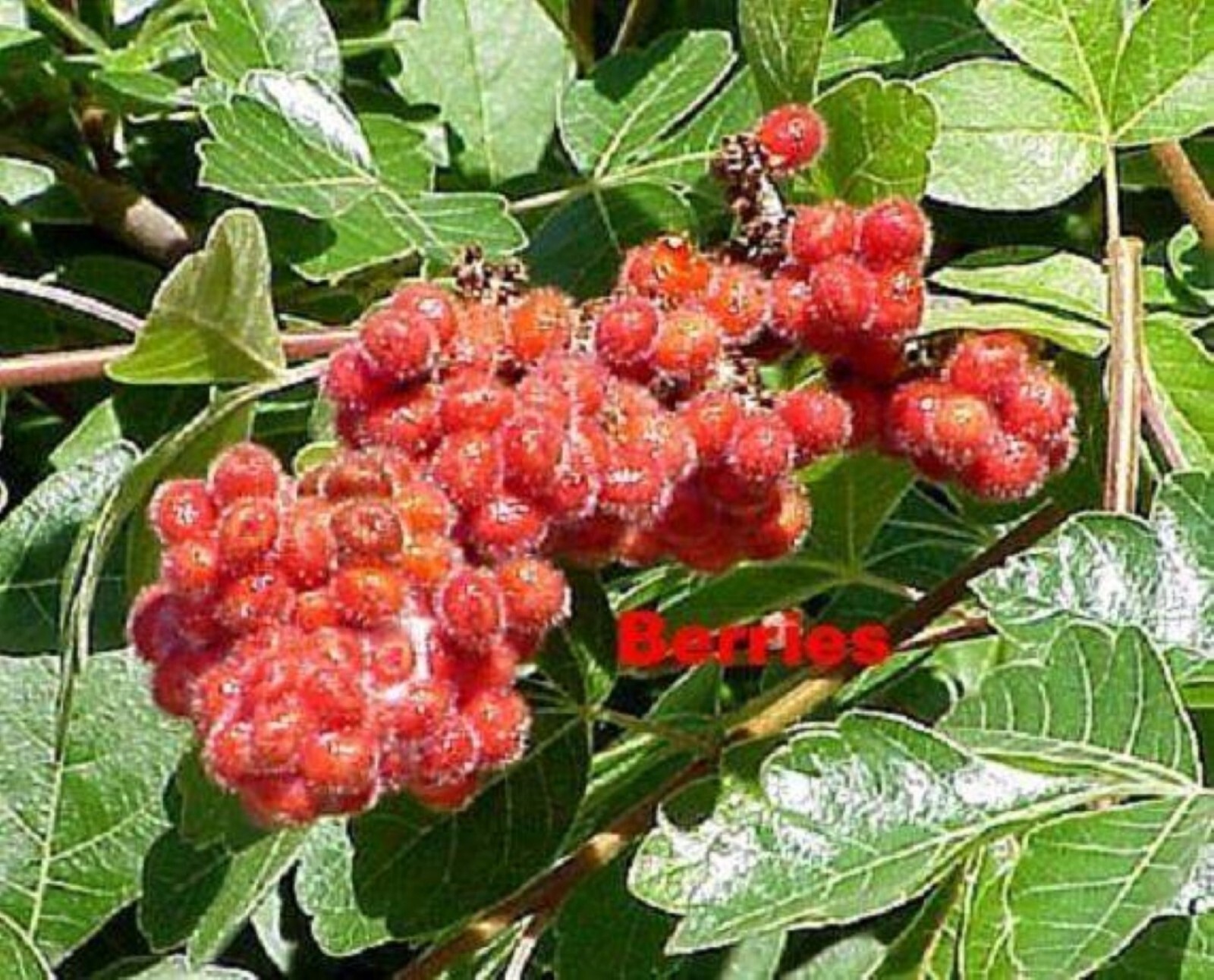 Fragrant sumac (Rhus aromatic) 1-2 year old plant, well rooted gallery