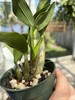 Dendrobium Hawaii Spectacular Den. 4” Orchid Plant 0 gallery