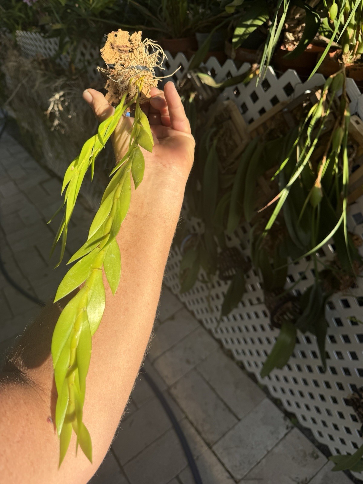Dendrobium keithii Unusual Braided Orchid Plant Aporum Group Fragrant gallery