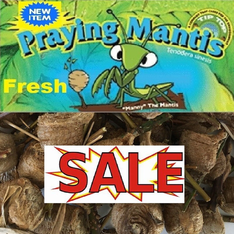 5 Chinese Mantis Egg Case FREE Hatching Habitat Bag Picked 2026 Season gallery