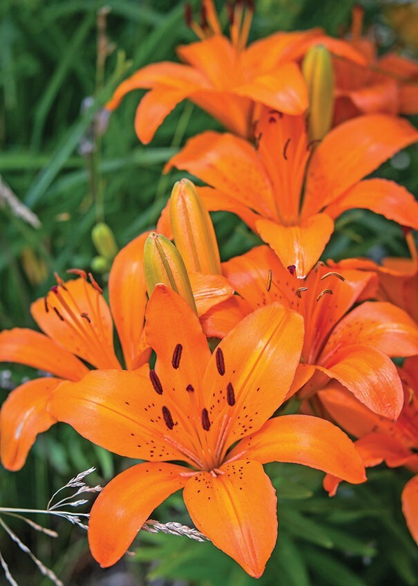 2 - ORANGE ASIATIC LILY Live Flower Bulbs * ATTRACTS BUTTERFLIES gallery