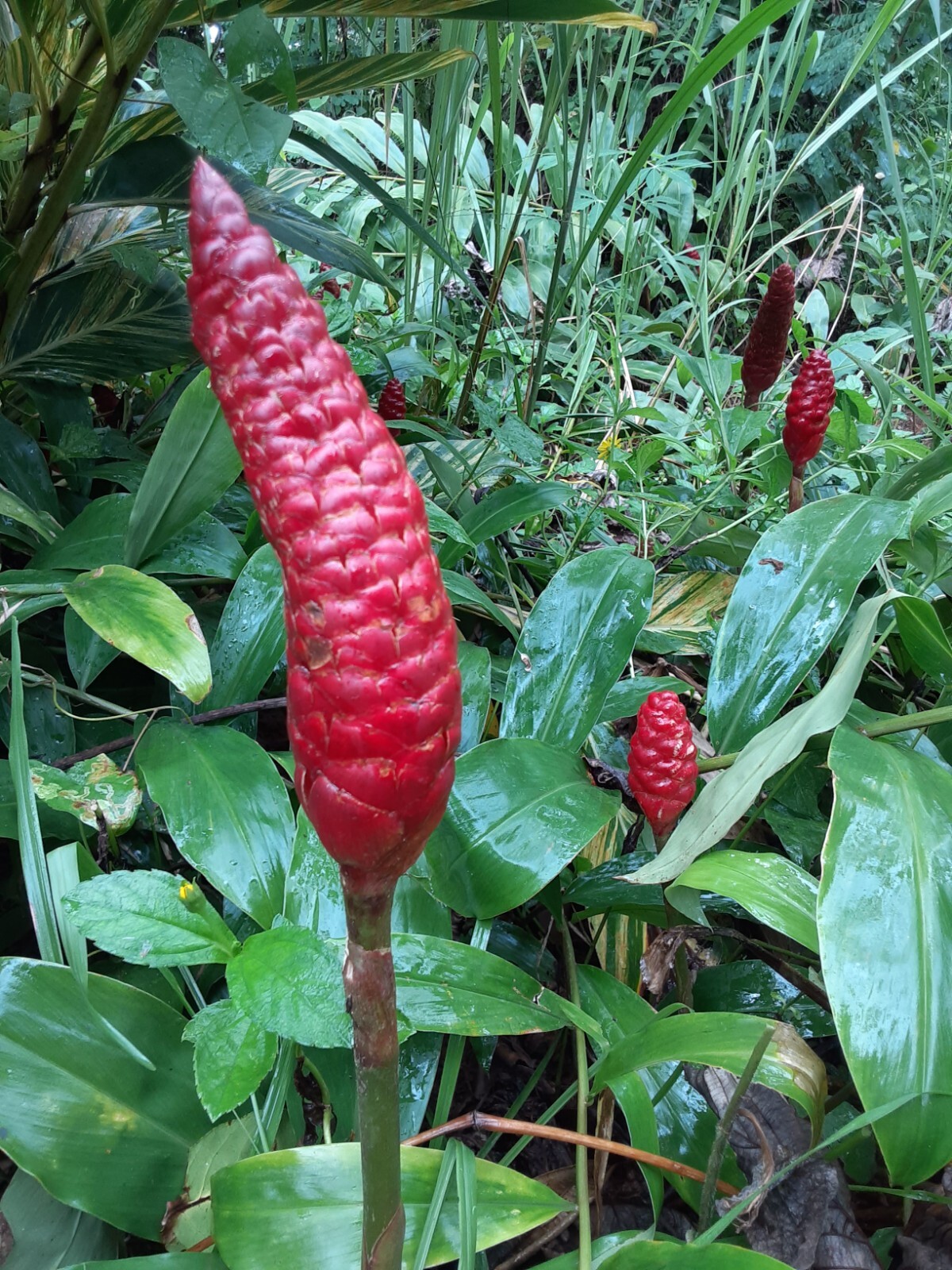 10 Shampoo Ginger Rhizomes, Zingiber Zerumbet, Awapuhi Plant, Free shipping! gallery