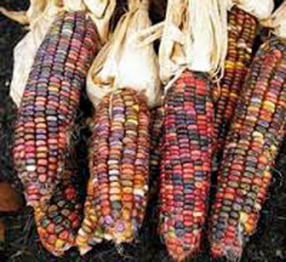CORN SEED, RAINBOW,ORNAMENTAL, INDIAN, HEIRLOOM, 100+ SEEDS, MULTICOLOR gallery