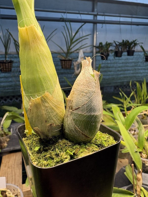 Monnierara Millennium Magic ‘Witchcraft’ FCC/AOS - Near True Black Flower gallery