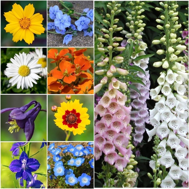 Vibrant Partial Shade Wildflower Seed Mix | 1 Oz, Attracts Butterflies, 14+ V... gallery