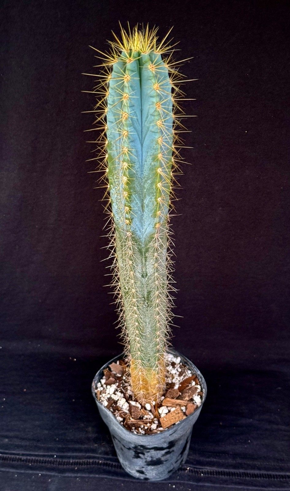 Pilosocereus azureus, cactus plant gallery