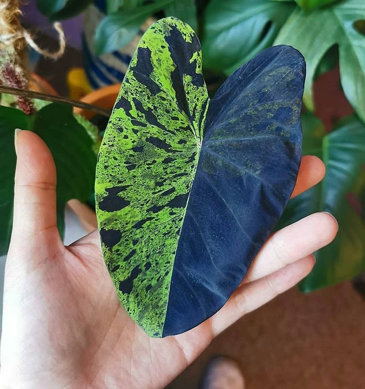 Rare Colocasia Mojito Elephant, Ear esculenta - Starter Live Plant gallery