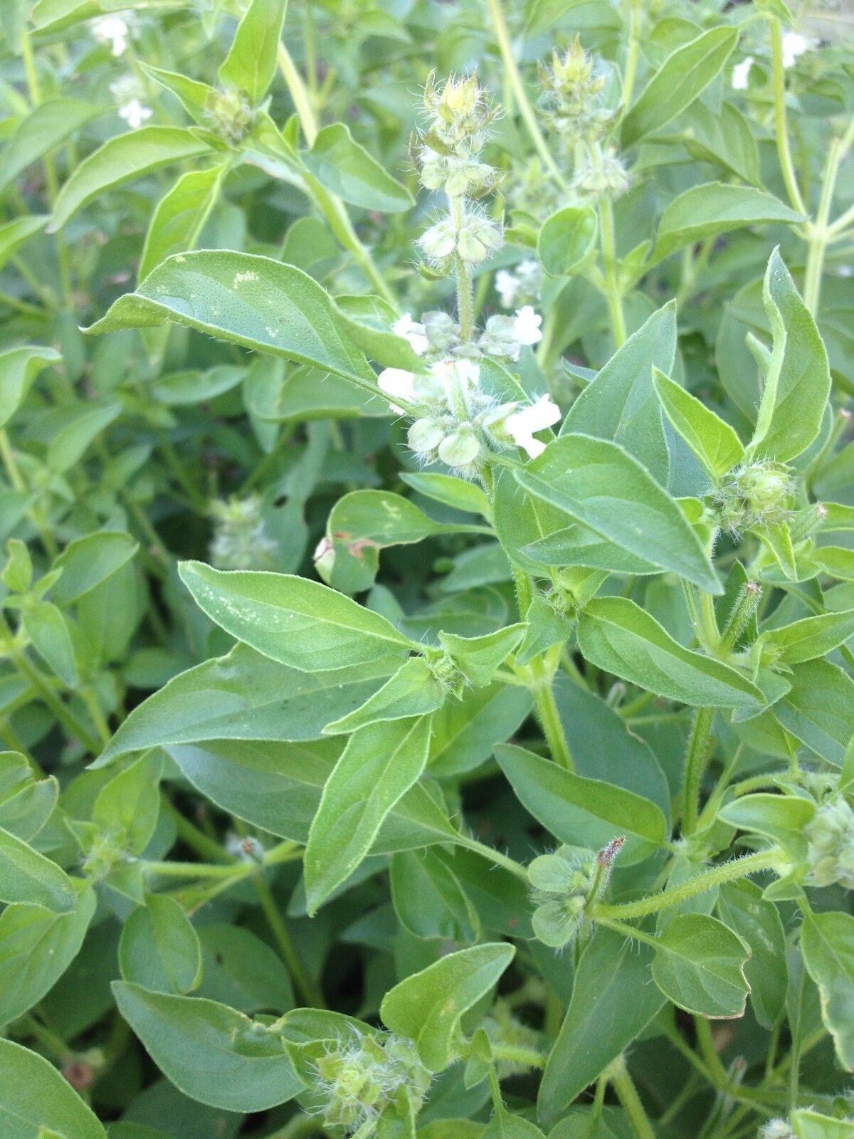 Lemon Basil Seeds, Lao Basil, Manglak, NON-GMO, Variety Sizes, FREE SHIPPING gallery