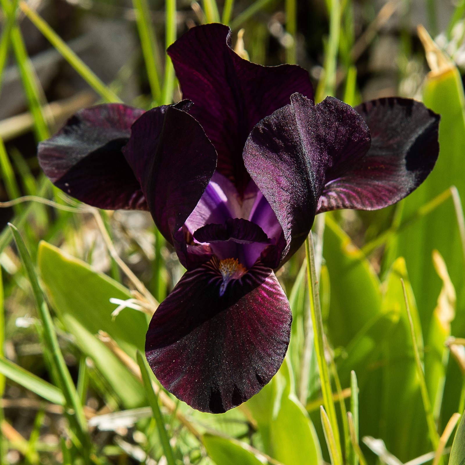**BLACK STALLION** Dwarf Bearded Iris. Freshly Dug, Combined Ship: Jul/Sep gallery