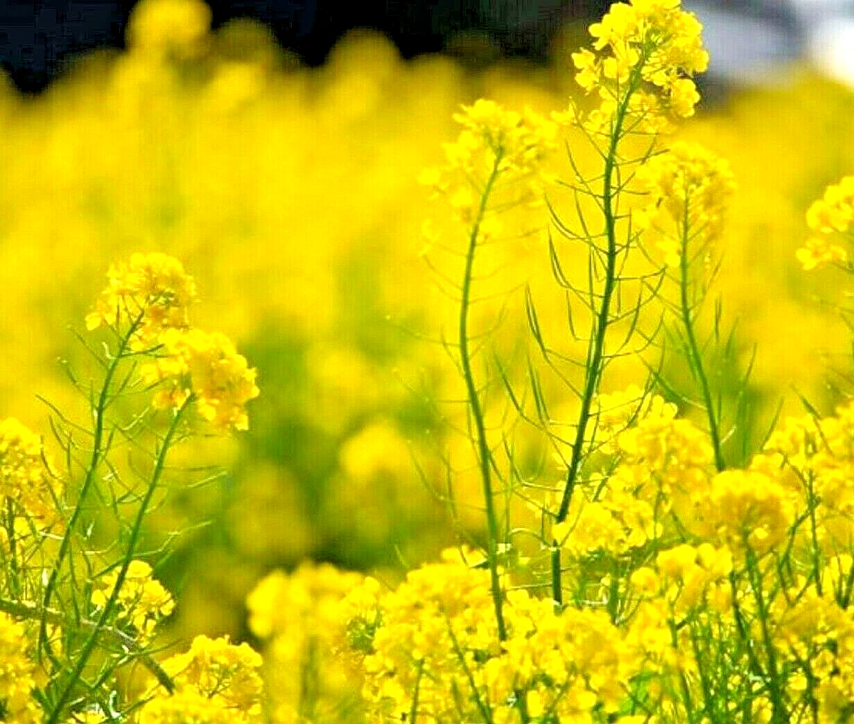 2000+ MUSTARD SEEDS SPRING MICROGREENS NON-GMO GARDEN PEST REPELLENT MEDICINAL gallery