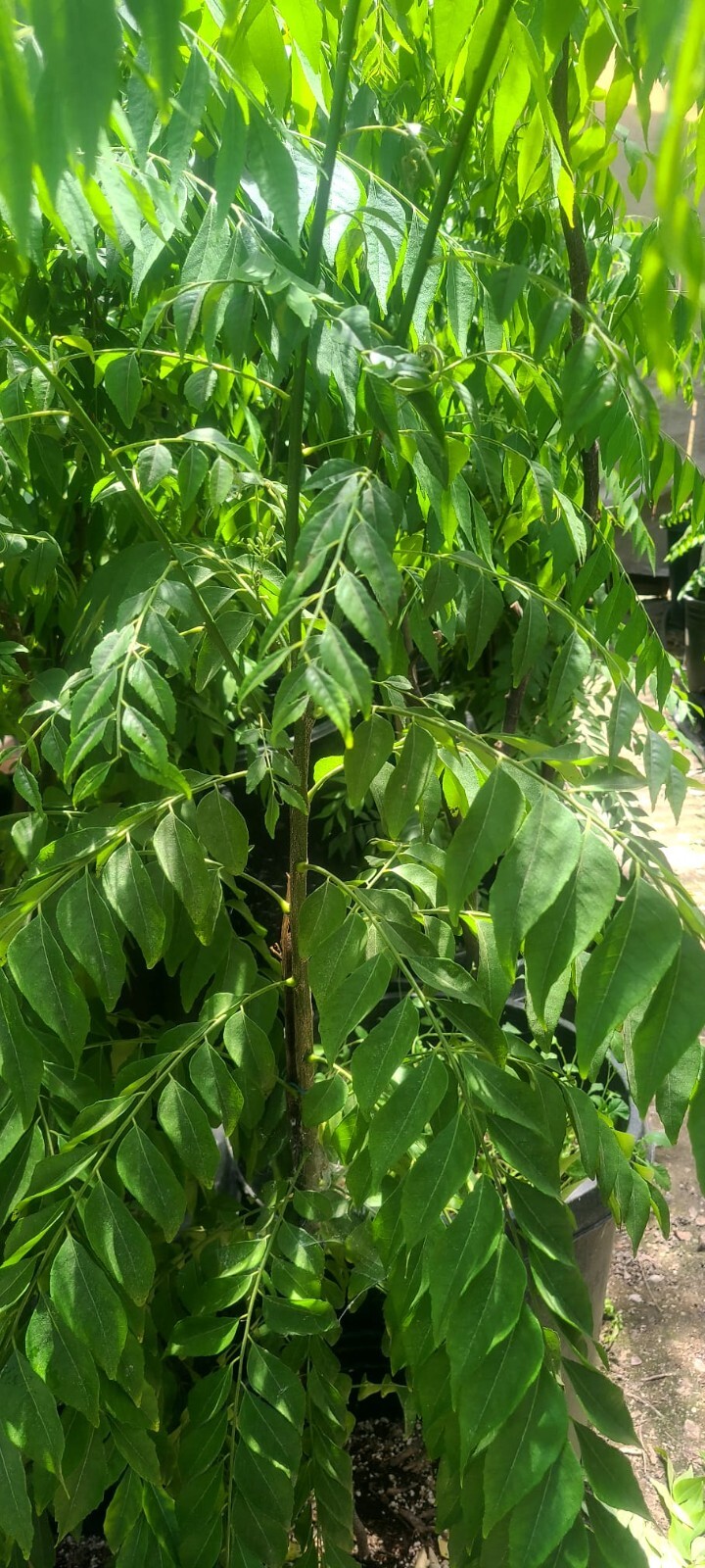 USDA Cert - 5 oz- Fresh Curry Leaves on Petiole -FREE SHIPPING-Organic,CA-grown gallery