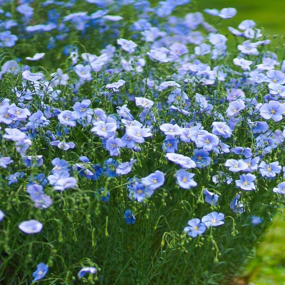 Blue Flax Seeds for Planting - Blue Wildflower gallery