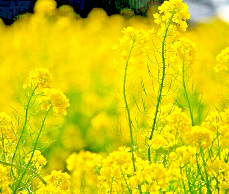 2000+ MUSTARD SEEDS SPRING MICROGREENS NON-GMO GARDEN PEST REPELLENT MEDICINAL gallery