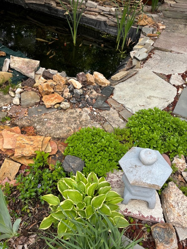 Yellow Hosta - "Golden Tiara" hosta plants - 3 plants gallery