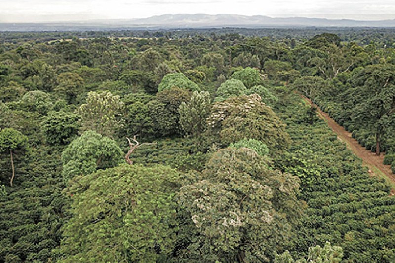 Tanzania Mbeya-Mbinga Peaberry Coffee Beans - Fresh Roasted to Order gallery