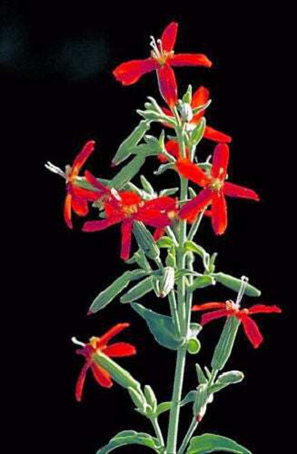 20 ROYAL RED CATCHFLY Hummingbird & Endangered Native Flower Silene Regia Seeds gallery