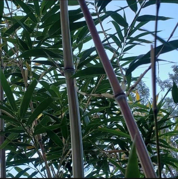 Bamboo Red Margin Phyllostachys Rubromarginata Bare Root Plant 2cnt rhizomes gallery