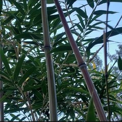 Bamboo Red Margin Phyllostachys Rubromarginata Bare Root Plant 2cnt rhizomes
