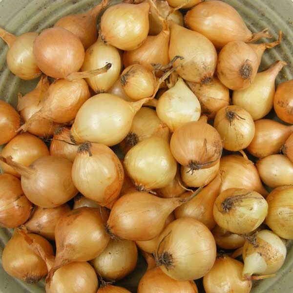 Yellow Onion Sets - Grown Naturally, Non-GMO 8 oz. (40+Bulbs) Shipping Now gallery