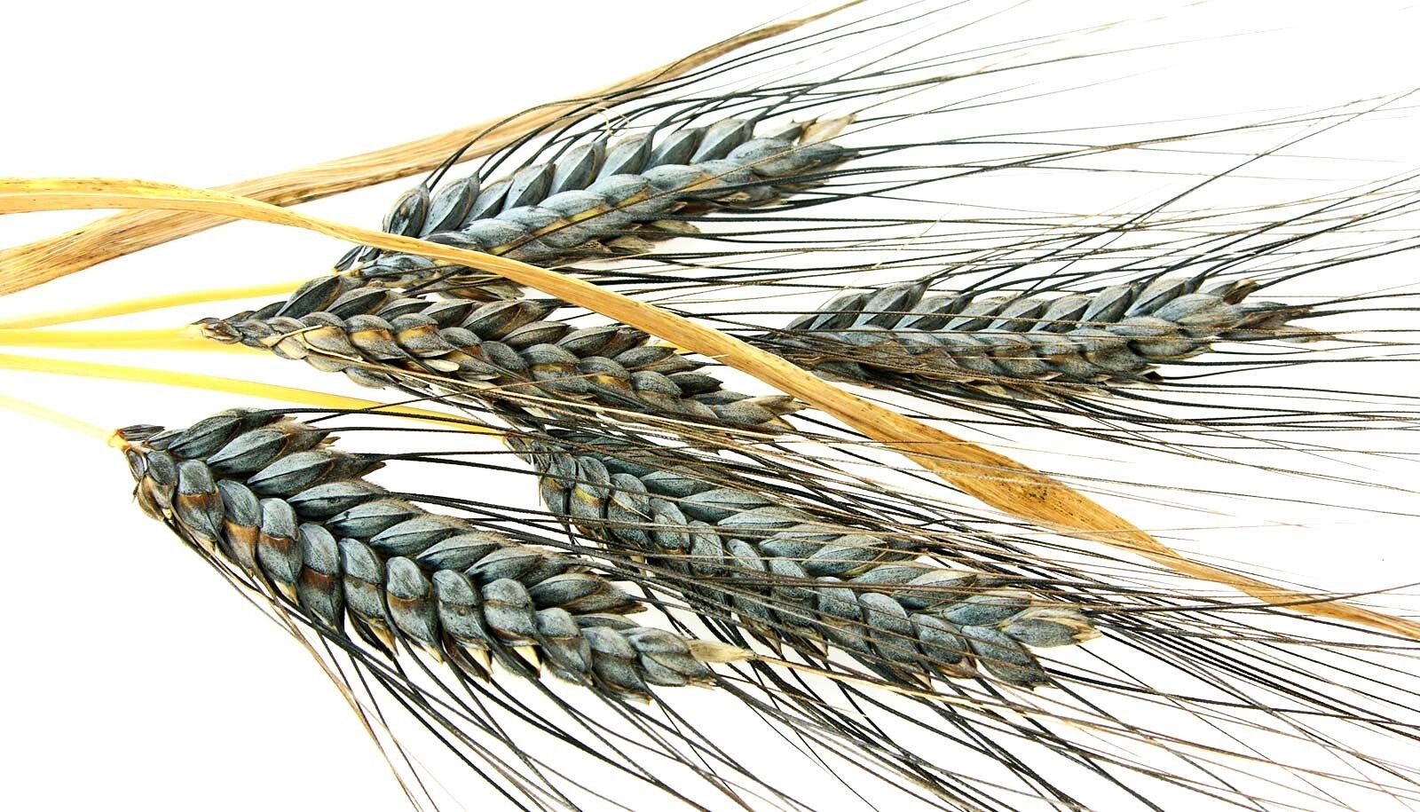 200+ Einkorn Wheat Seeds - Heirloom - Organic - Non Gmo ----- THE NEW OLD WHEAT gallery