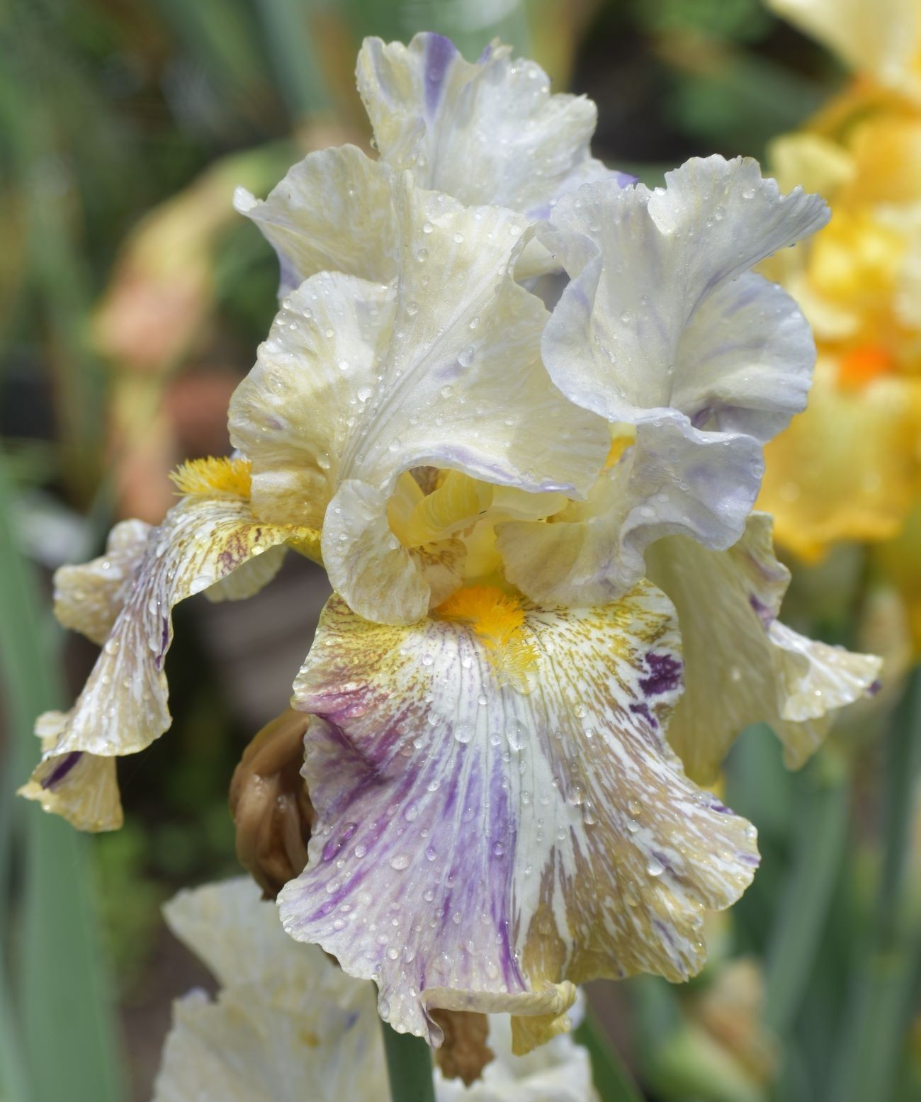 'Alessandra's Gift' TB Bearded Iris Rhizome PRE-SALE to Ship Aug/Sept gallery