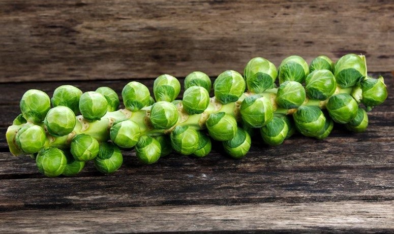 500 LONG ISLAND IMPROVED BRUSSELS SPROUTS SEEDS ~ heirloomseedguy ~2026 ~NON-GMO gallery