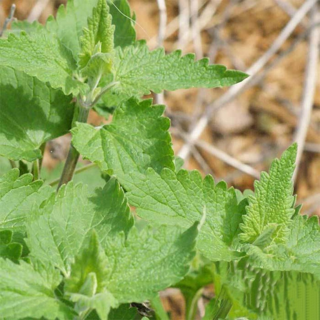 1000+ CATNIP SEEDS | PERENNIAL | catmints | NON-GMO | HERB | gallery