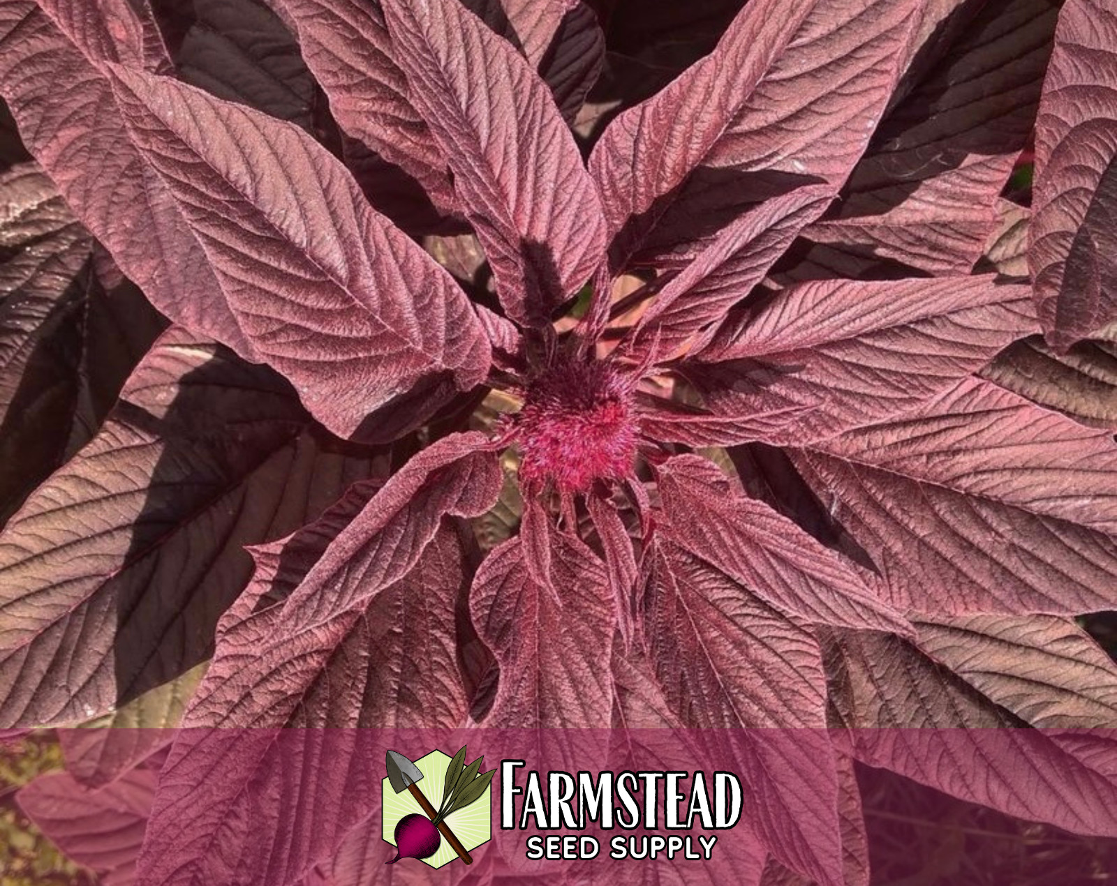 5,000+ Amaranth Seeds [Red Garnet] Gardening Seed Packet, Heirloom, Non-GMO gallery