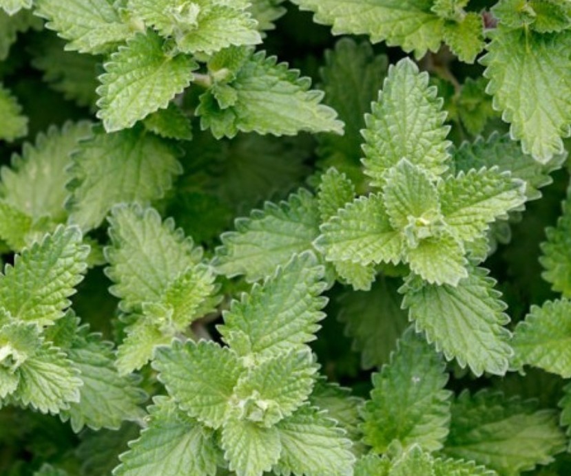 1000+ Catnip Seeds **Fresh Seeds** ~~Free Shipping~~ gallery