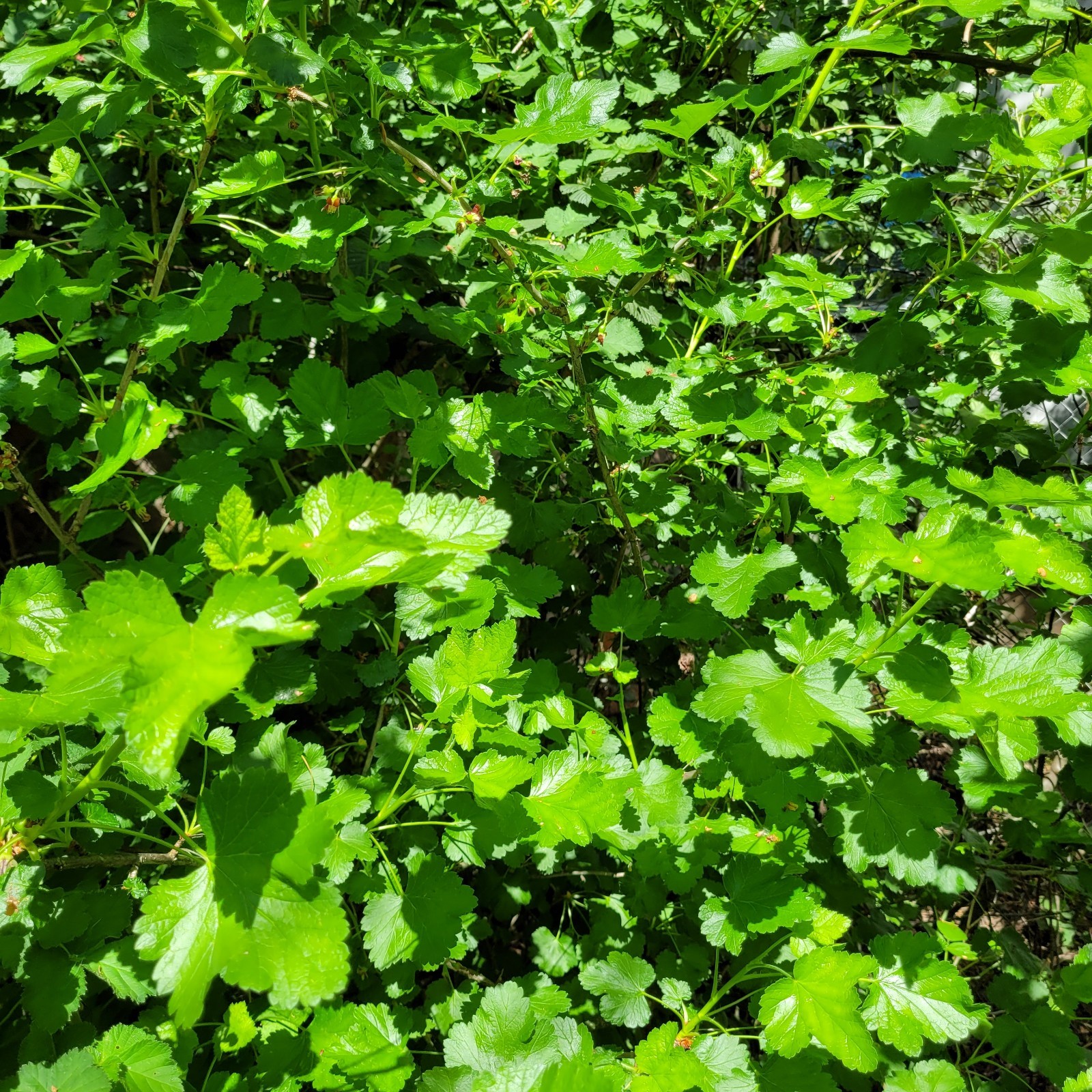 6 Jostaberry Ribes Nidigrolaria Fresh Cuttings Unrooted 6"-9" Zones 3-8 Hardy gallery