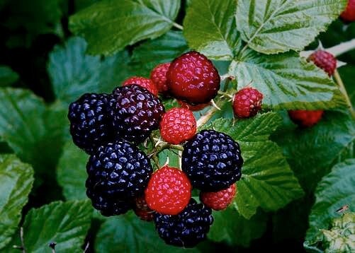 1 Wild Black Raspberry Plant - Bare Root Appalachian Harvest Rubus occidentalis