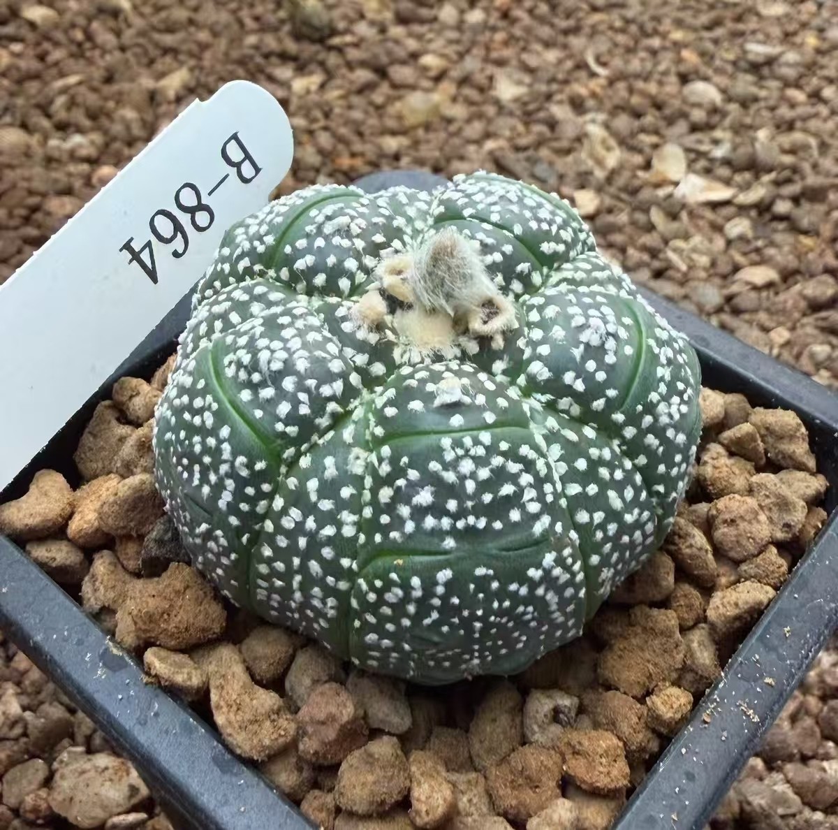 Succulent Plant Astrophytum asterias (Zucc.) Lem WYSIWYG Boutique Garden gallery