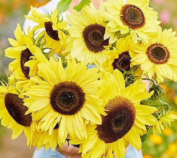 Vibrant Lemon Queen Sunflower Seeds for Planting - Heirloom Non GMO gallery