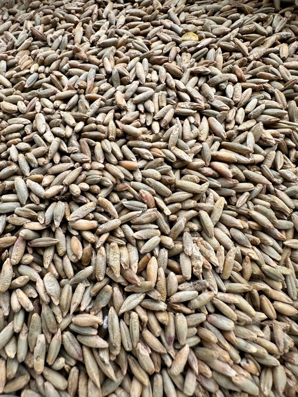 5 LBS Winter Rye Seed For Food Plot, Cover Crop, Deer, Wildlife, Garden gallery