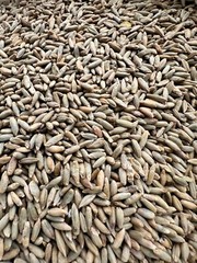 5 LBS Winter Rye Seed For Food Plot, Cover Crop, Deer, Wildlife, Garden