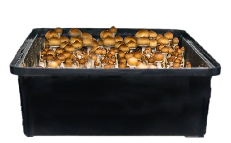 Premium Bulk Mushroom Substrate Mix | Fully Pastuerized | Maximum Yield (5 LBS) gallery
