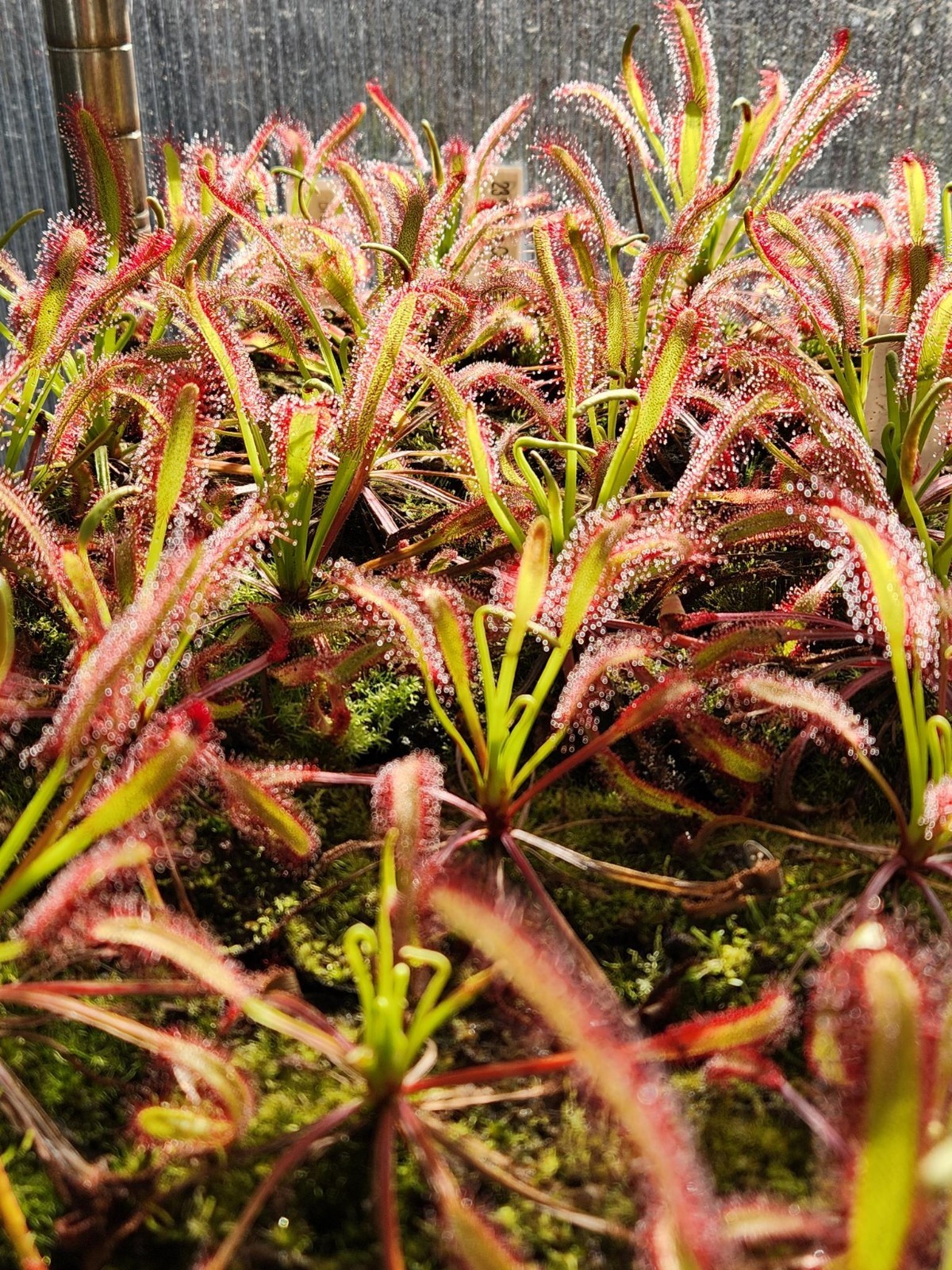 SUNDEW 4 Pack- (LIVE CARNIVOROUS PLANT)- Drosera Capensis gallery