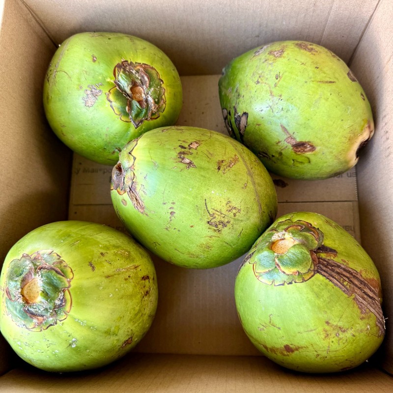 Fresh Green Coconuts – Live Sprouting Coconuts – Coconut Water or Planting NO CA gallery