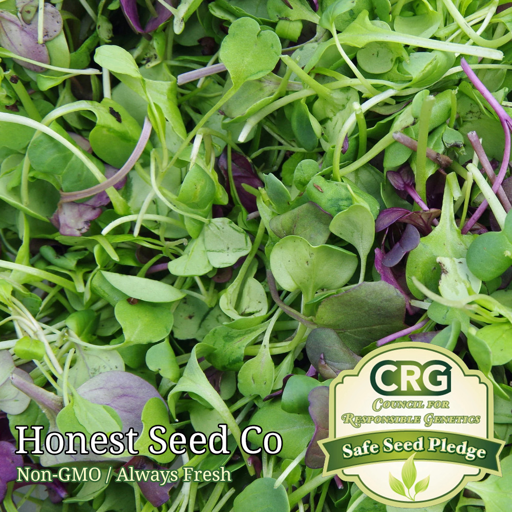 Basic Salad Mix Microgreen Seeds | Non-GMO | Fresh BULK Garden Seeds USA gallery