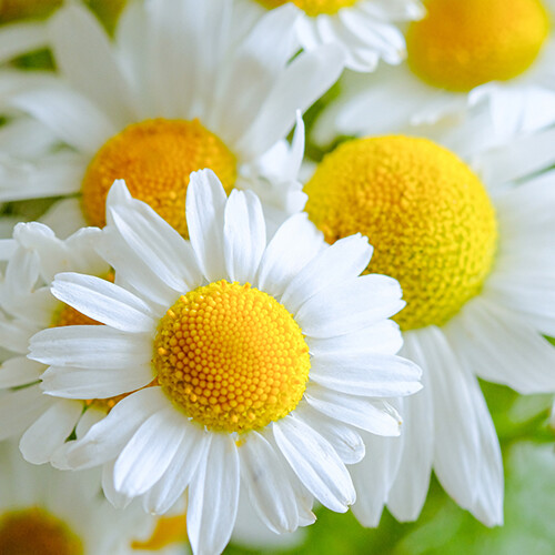 German Chamomile Seeds | 2,500 Seeds | Heirloom - Non-GMO | Free Shipping | 1152 gallery