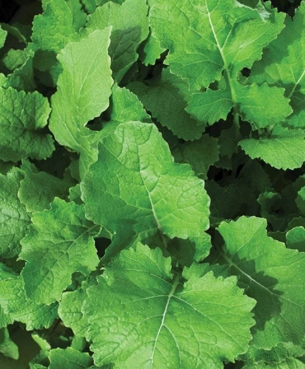Turnip Seeds, Seven Top Turnip Seeds, "COOL BEANS N SPROUTS" Brand. Heirloom. gallery