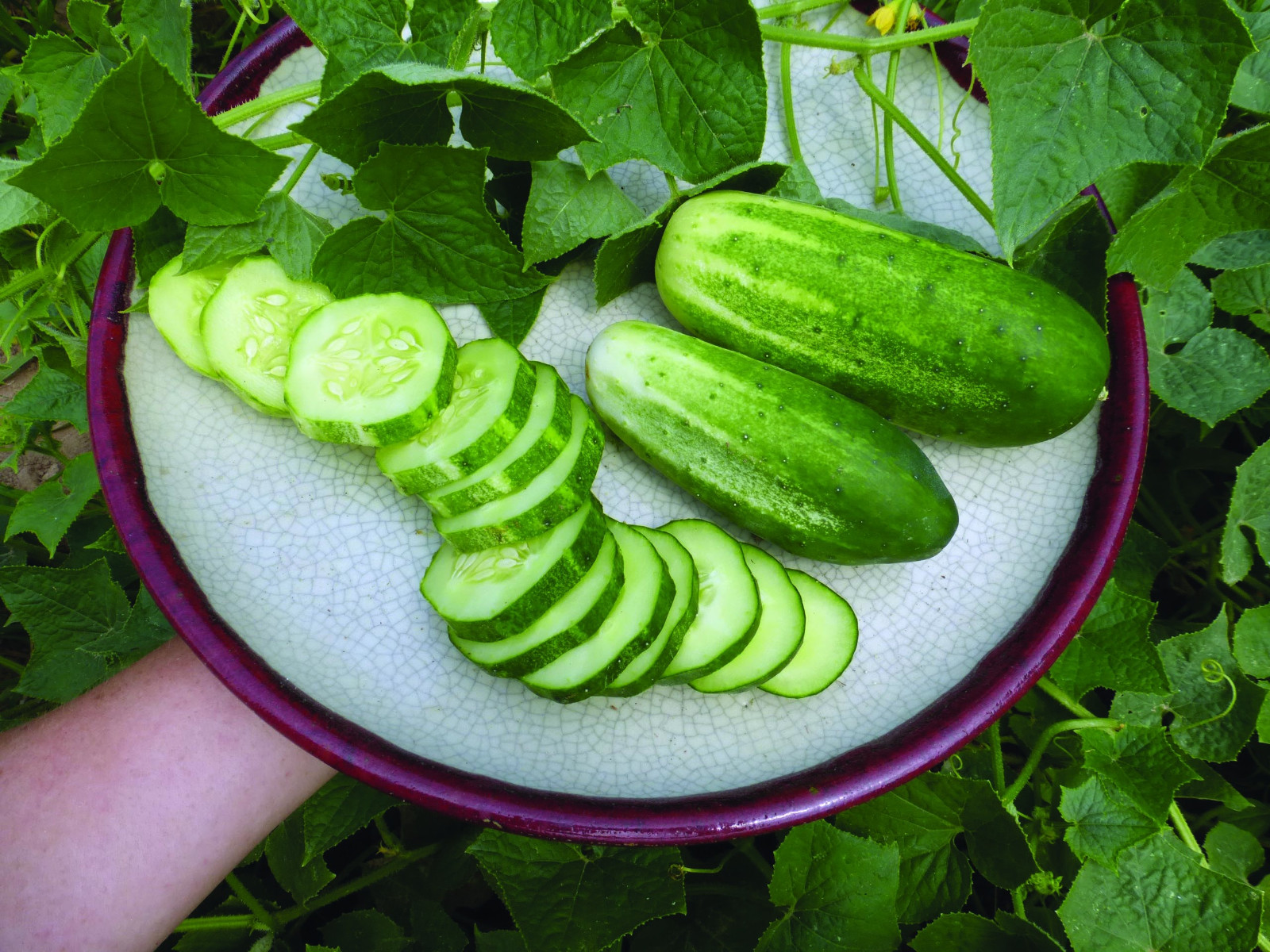200+ ARKANSAS LITTLE LEAF CUCUMBER SEEDS ---- FRESH ---- HEIRLOOM gallery