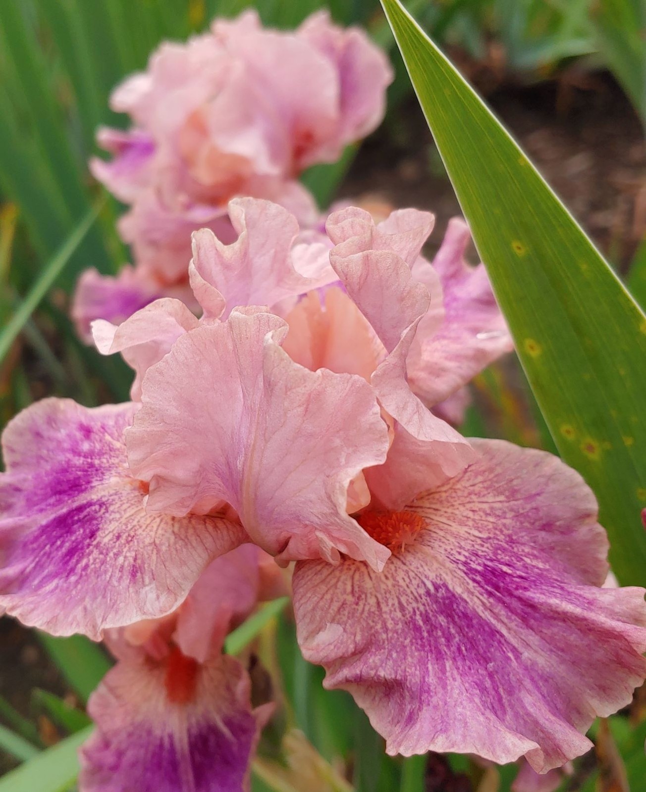 'Body Painting' IB Bearded Iris Rhizome PRE-SALE to Ship Aug/Sept gallery