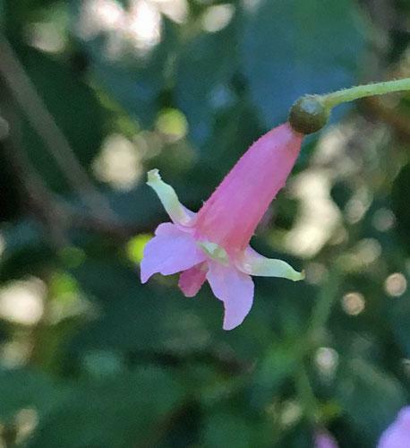 Fuchsia microphylla ssp. microphylla | Small Leaf Fuchsia | 10 Seeds gallery